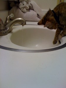 Moogle the Kitty and the Sink